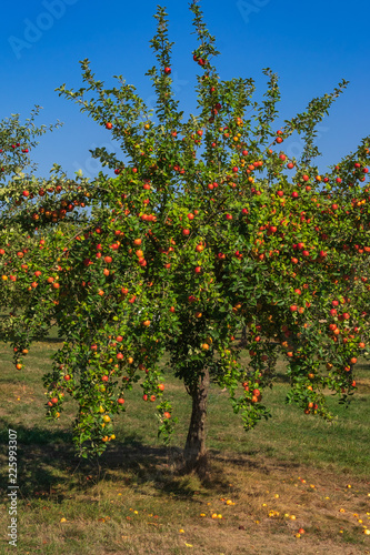 Apfelbaum in einer Streuobstwiese