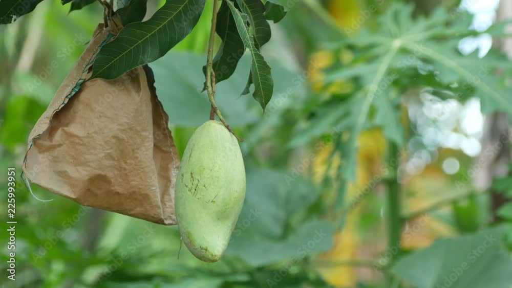 the organic mango fruits with and without the paper bag cover for defense the pests in the garden the organic mango fruits with and without the paper bag cover for defense the pests in the garden