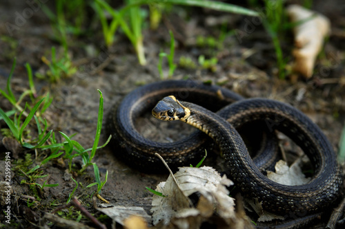 Natrix, Snake, Colubridae in the forest, close up.