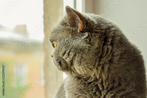 British cat breed sits and looks out the window at the autumn landscape
