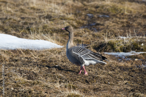 Oie à bec court,.Anser brachyrhynchus, Pink footed Goose, archipel du Spitzberg photo