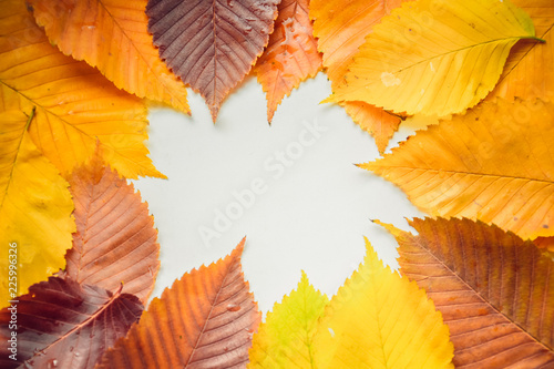 Frame of colorful autumn leaves close up