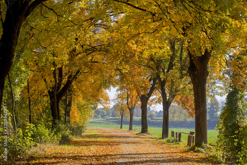 Alleebäume mit Weg im Herbst Alleebäume mit Weg im Herbst