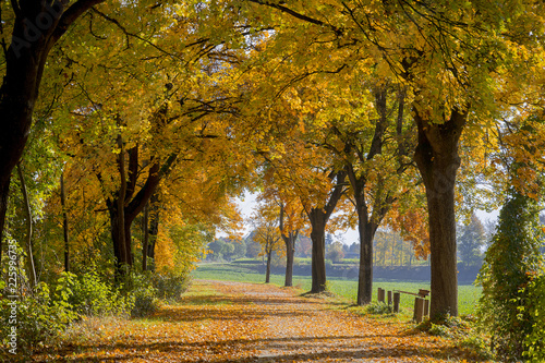 Alleeb  ume mit Weg im Herbst