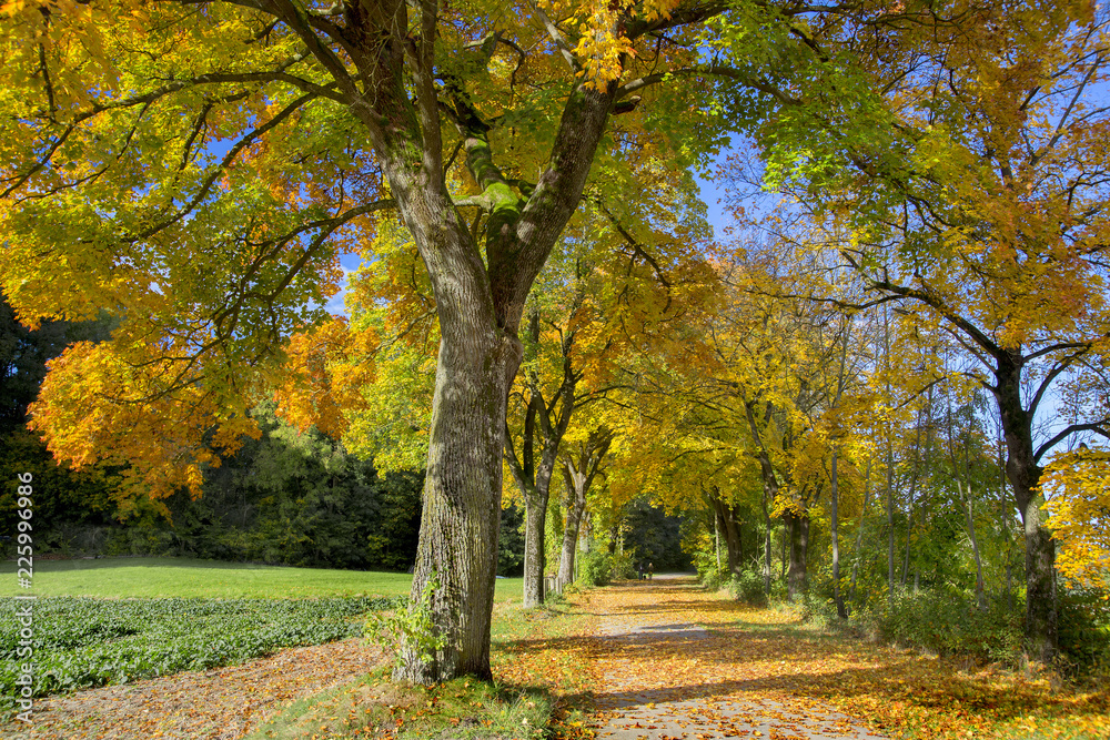 Bunte Herbstbäume mit Weg, Bayern, Deutschland, Europa