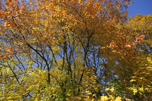 Spitzahorn (Acer platanoides), Spitzblättriger Ahorn, im Herbst