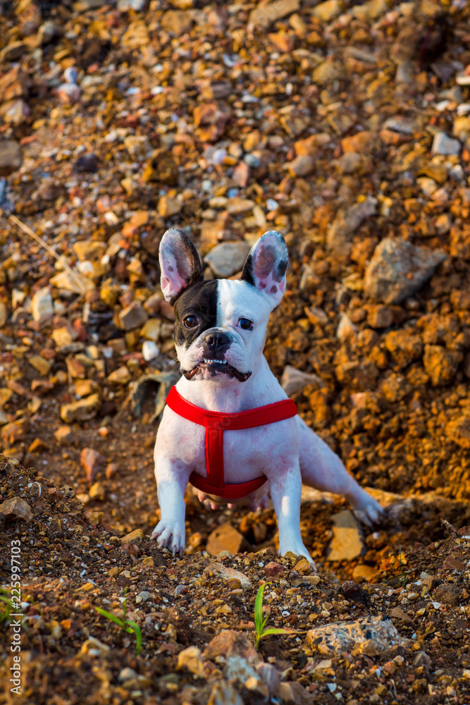 Cute french Bulldog black and white color, looking happy walking in the outdoor on a leash.dog