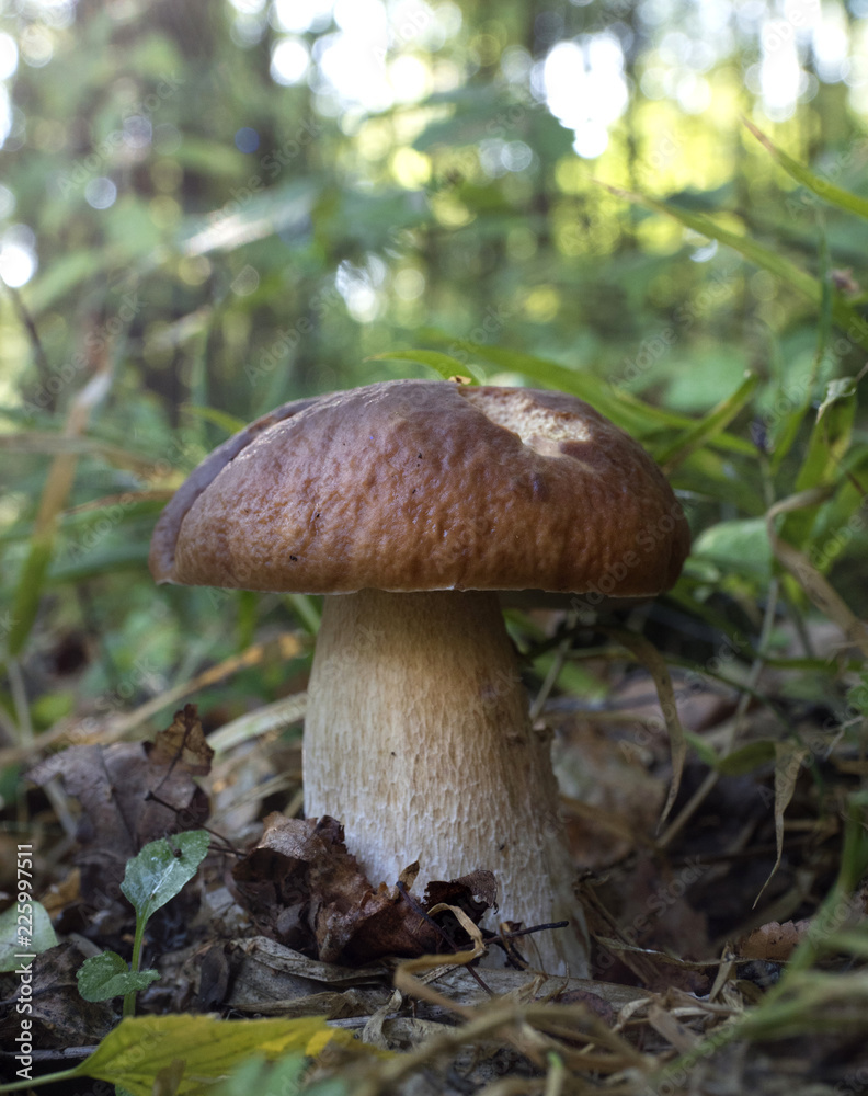 Edible mushroom in the forest on a sunny day, Boletus edulis Edible mushroom in the forest on a sunny day, Boletus edulis