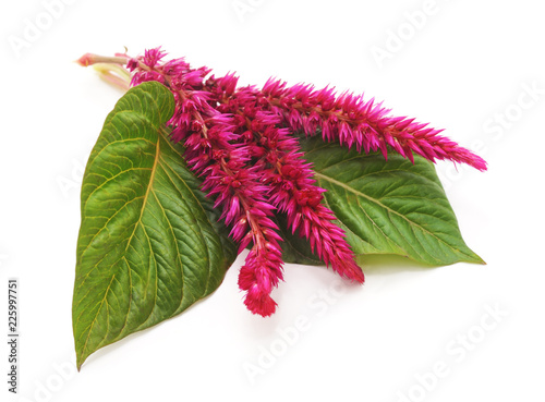 Amaranth with velvet flower.