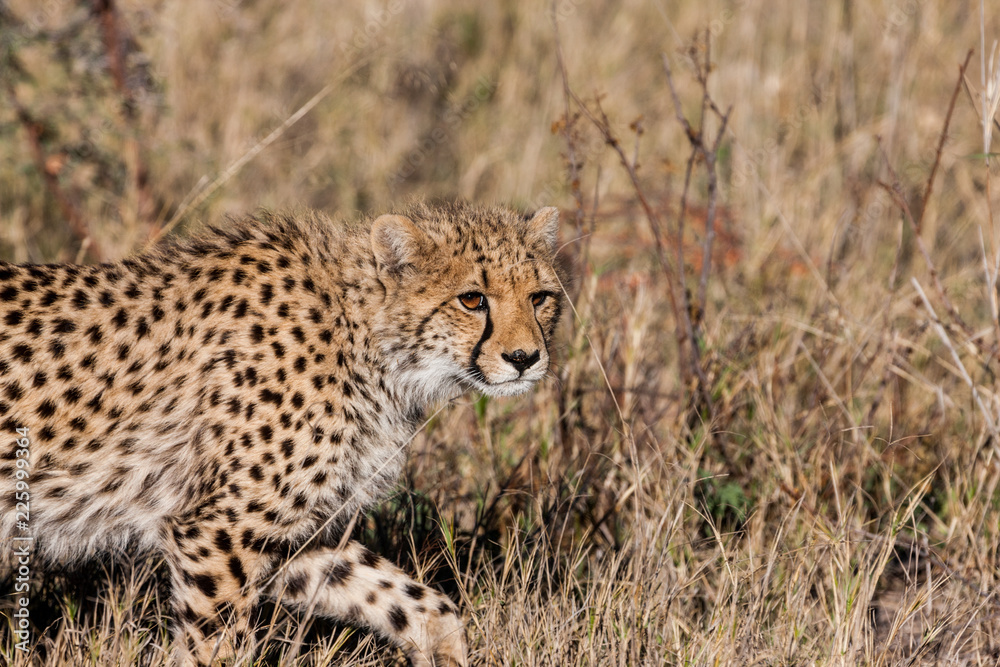 Cheetah (Acinonyx jubatus soemmeringii) in the Okavango-delta in Botswana Cheetah (Acinonyx jubatus soemmeringii) in the Okavango-delta in Botswana