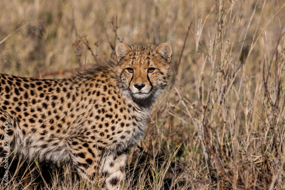 Cheetah (Acinonyx jubatus soemmeringii) in the Okavango-delta in Botswana Cheetah (Acinonyx jubatus soemmeringii) in the Okavango-delta in Botswana