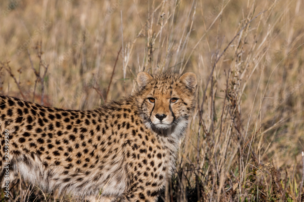 Cheetah (Acinonyx jubatus soemmeringii) in the Okavango-delta in Botswana Cheetah (Acinonyx jubatus soemmeringii) in the Okavango-delta in Botswana