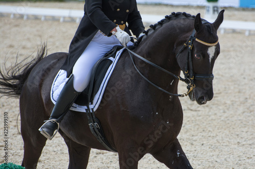 Dressage competitions © Pavel