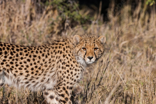 Cheetah (Acinonyx jubatus soemmeringii) in the Okavango-delta in Botswana