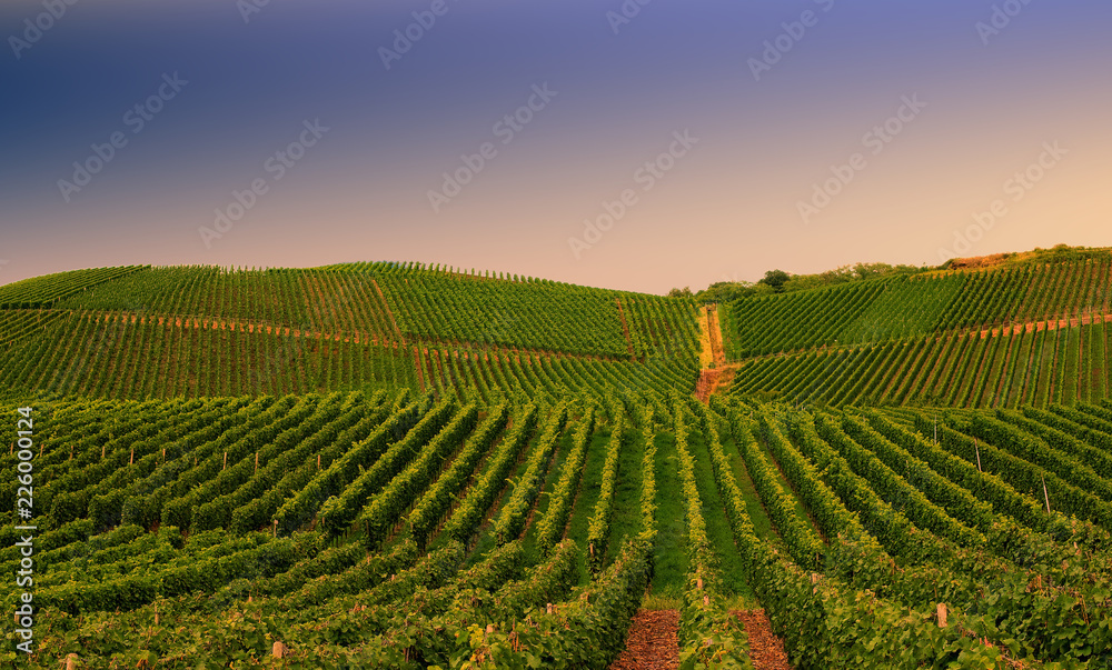 Vineyard in Pfalz, Germany