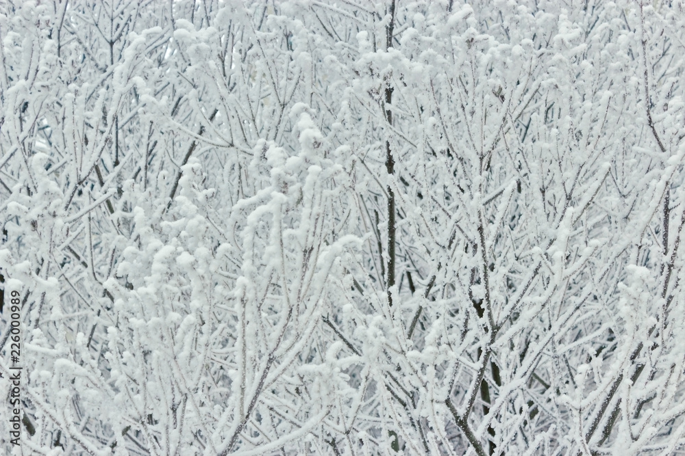 winter frosty tree branches close up filling winter frosty tree branches close up filling