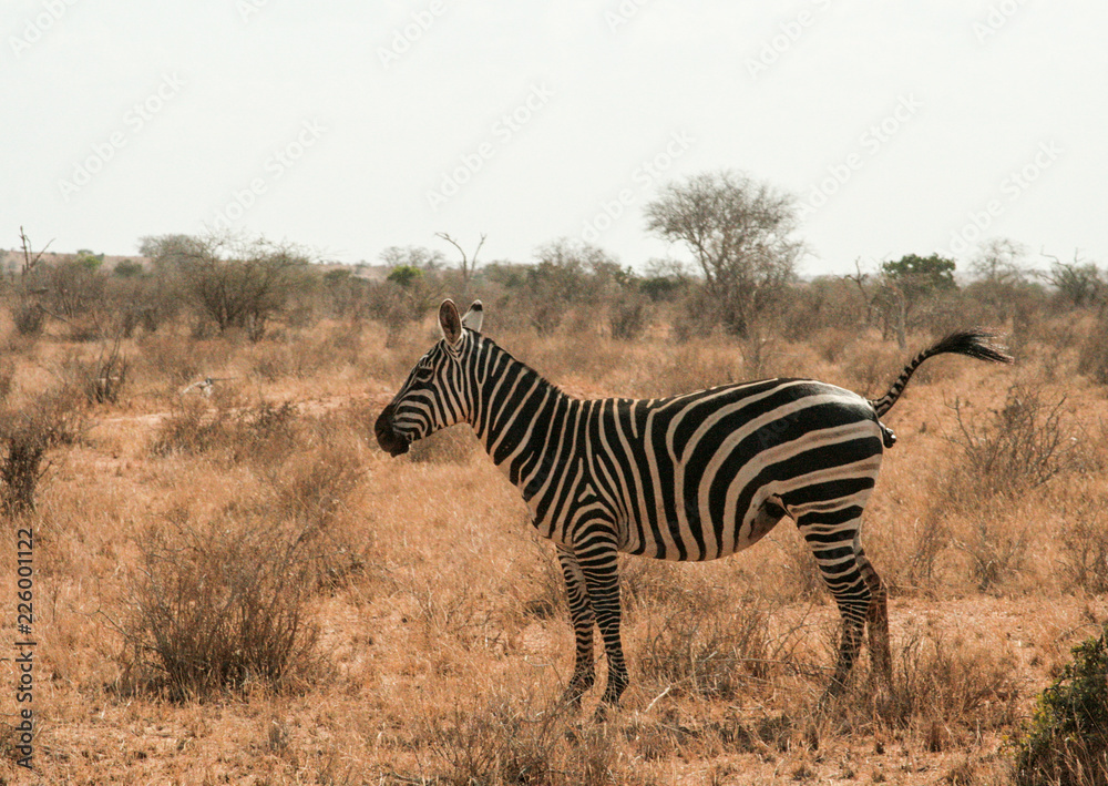 Kenya, Tsavo East - Zebras in their reserve Kenya, Tsavo East - Zebras in their reserve