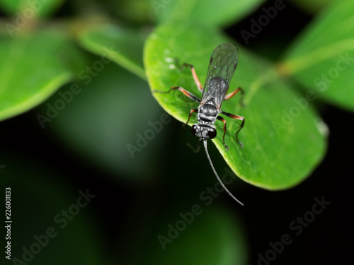 Macro Photo of Little Insect on Green Leaf with Copy Space