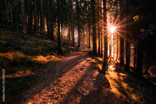 Luce del sole nel bosco