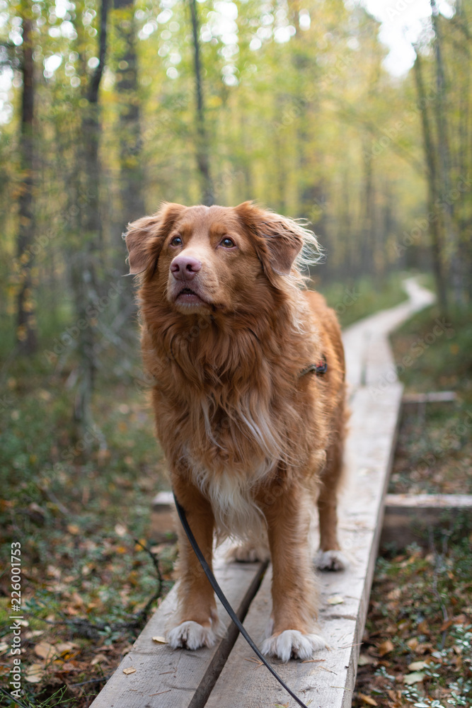 Happy dog on hiking trail in forest