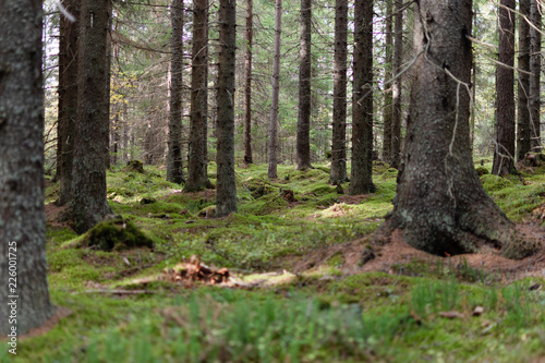 Finnish forest wit moss and spruce trees © Hanna
