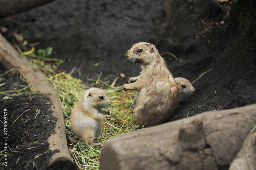 Fototapeta premium プレーリードッグ、動物園