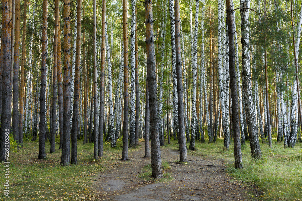 Autumn forest.