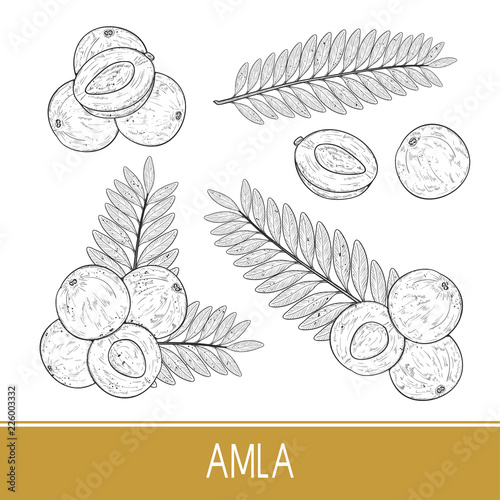 Amla. Fruit, leaf. Set. Sketch. Monochrome