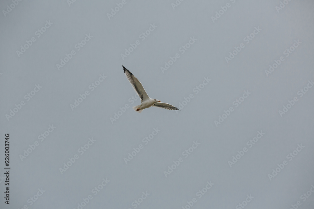 Seagull in flight against a blue sky, ascending with wings spread.