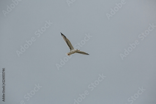 Seagull in flight against a blue sky  ascending with wings spread.