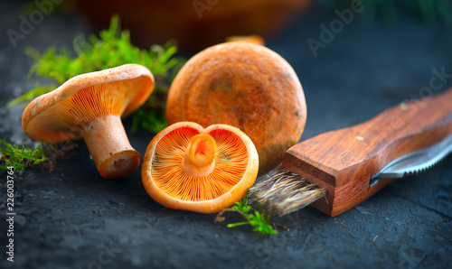 Raw wild Saffron milk cep mushrooms on dark old rustic background. Lactarius deliciosus. Rovellons, Niscalos. Organic fresh mushrooms with special knife closeup on a table 