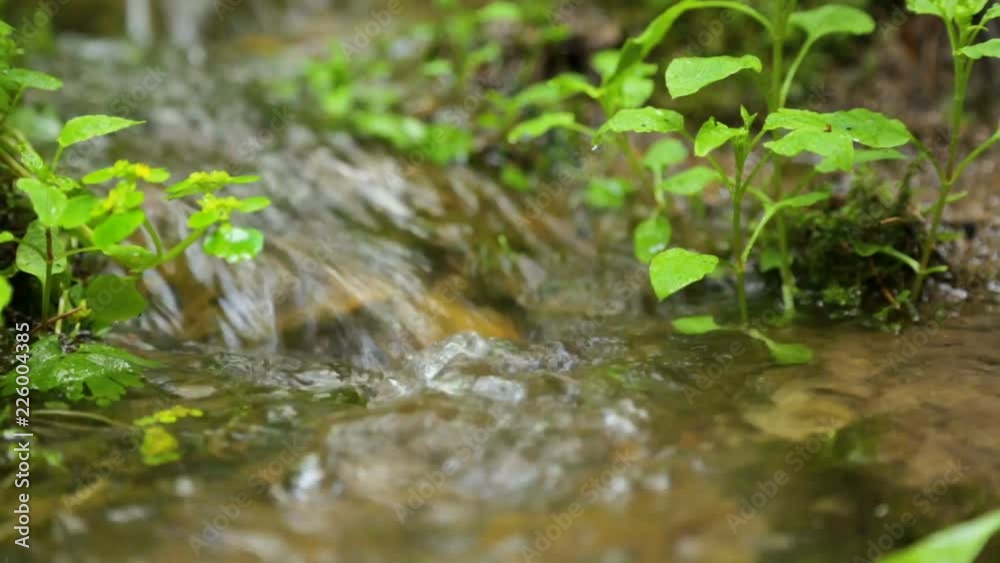 Forest brook in summer Forest brook in summer