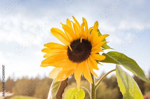 Sunflower at sunset sunset with sky background