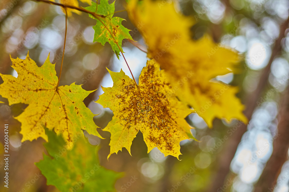 Fototapeta premium Beautiful background with autumn leaves