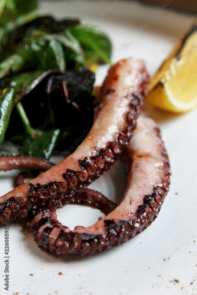octopus octopus