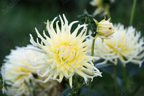 Fototapeta Naklejka Na Ścianę i Meble -  Delicate garden flowers dahlia.clouse up. Shallow depth of field.