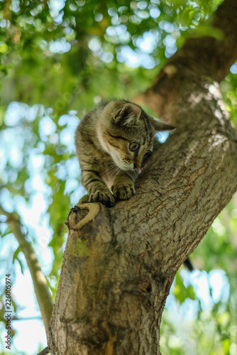 Fototapeta Naklejka Na Ścianę i Meble -  small kitten on the tree looking scared