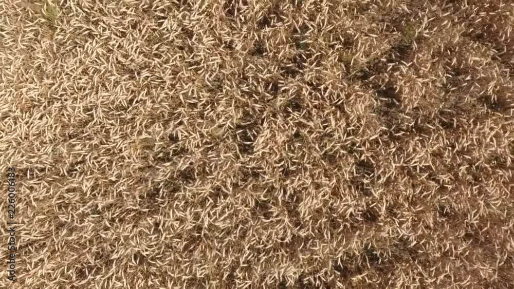 field of wheat, a top view. Photo Shooting quadrocopters field of ripe crops. field of wheat, a top view. Photo Shooting quadrocopters field of ripe crops.