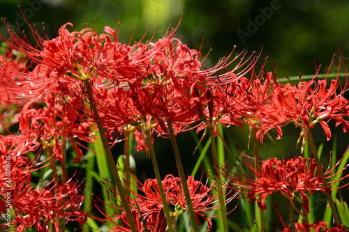 Red spider lilies blooming.