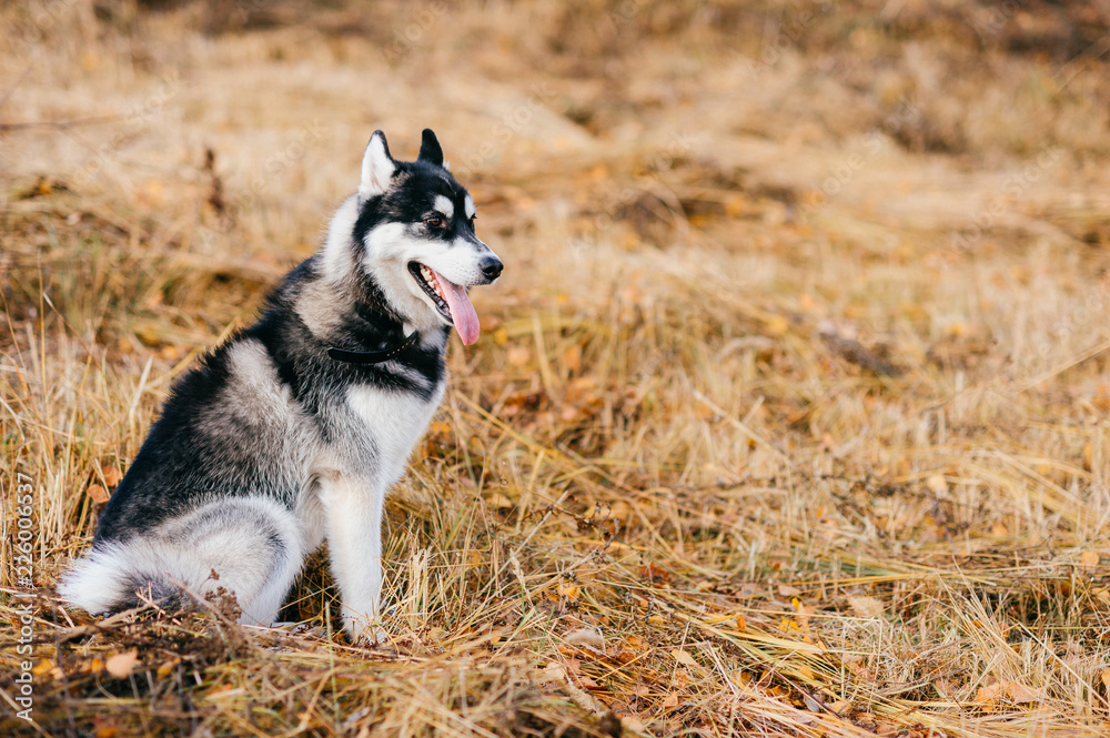 Closeup portrait of lovely fluffy mammal grey husky puppy with brown eyes. Beautiful adorable furry little dog at nature in autumn. Cute breeding pet have fun outdoor. Lonely wolfish carnivore animal. Closeup portrait of lovely fluffy mammal grey husky puppy with brown eyes. Beautiful adorable furry little dog at nature in autumn. Cute breeding pet have fun outdoor. Lonely wolfish carnivore animal.