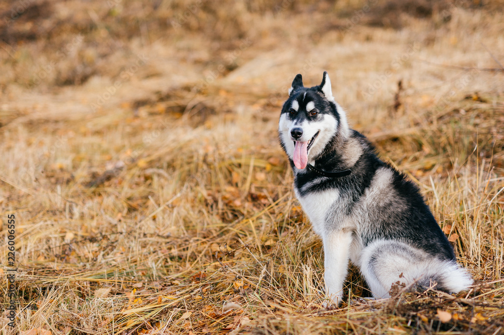 Closeup portrait of lovely fluffy mammal grey husky puppy with brown eyes. Beautiful adorable furry little dog at nature in autumn. Cute breeding pet have fun outdoor. Lonely wolfish carnivore animal. Closeup portrait of lovely fluffy mammal grey husky puppy with brown eyes. Beautiful adorable furry little dog at nature in autumn. Cute breeding pet have fun outdoor. Lonely wolfish carnivore animal.