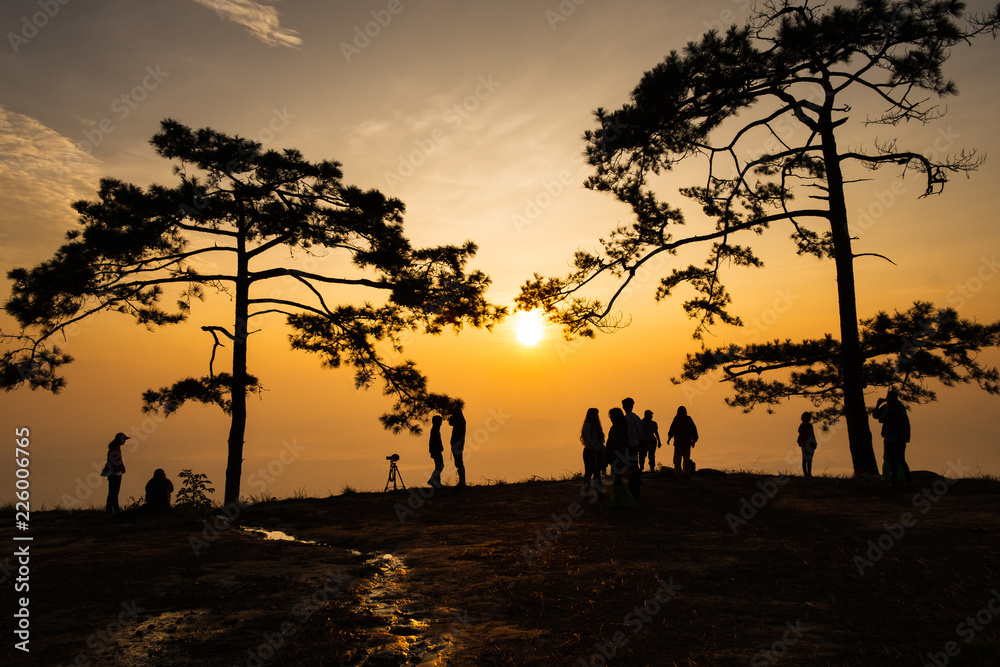 silhouette of tree at sunrise