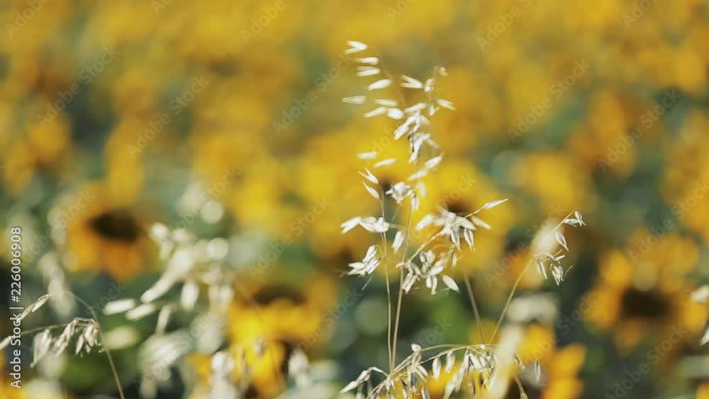 Champs de tournesol en fleurs VI