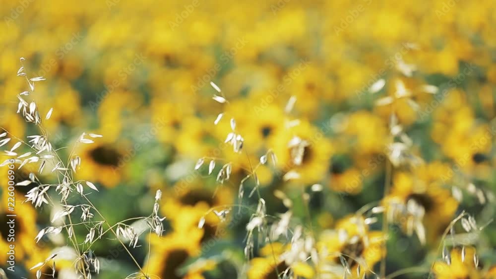 Champs de tournesol en fleurs V
