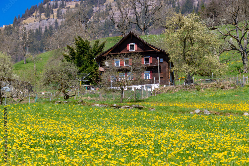 Fototapeta premium view of beatiful house on prairie peaceful summer sunny day