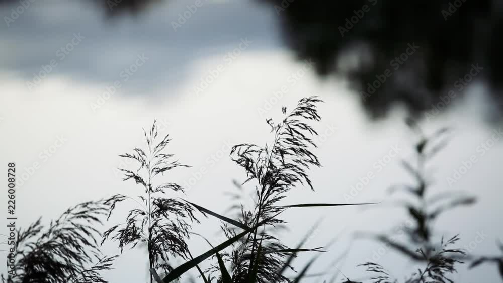 Bord de rivière au crépuscule avec flou artistique XI Bord de rivière au crépuscule avec flou artistique XI