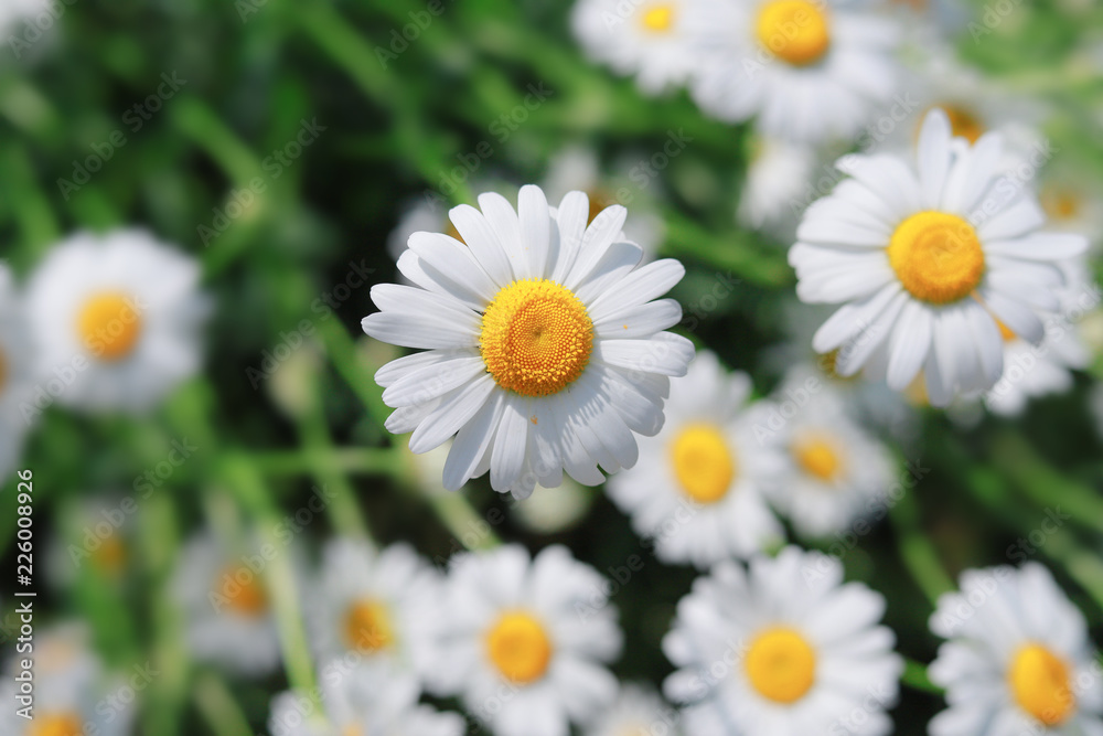 Close-up Shot of a Chamomile Close-up Shot of a Chamomile