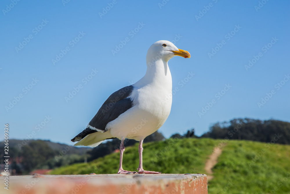 seagull on table