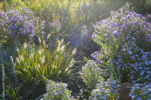 Sunset in the park  formal garden with herbs and flowers