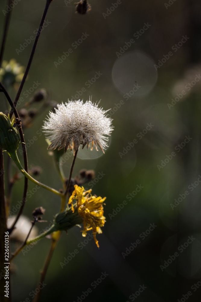 Obraz premium Dandelion